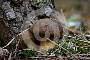 ÃÂ¡loseup of forest autumn edible mushrooms. Gathering mushrooms. Macro Closeup